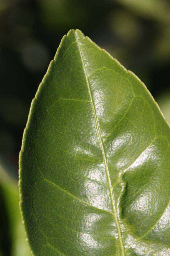              Margin (Riverside, CA)       